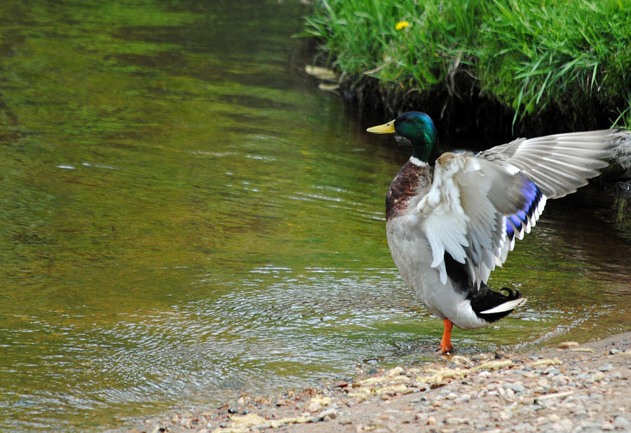 The Gloating Duck Photograph by Craig Reinking - Fine Art America