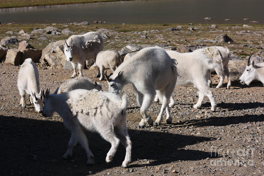 The Goats of Summit Lake Photograph by David Bearden
