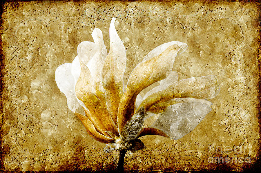 The Golden Magnolia Photograph by Andee Design