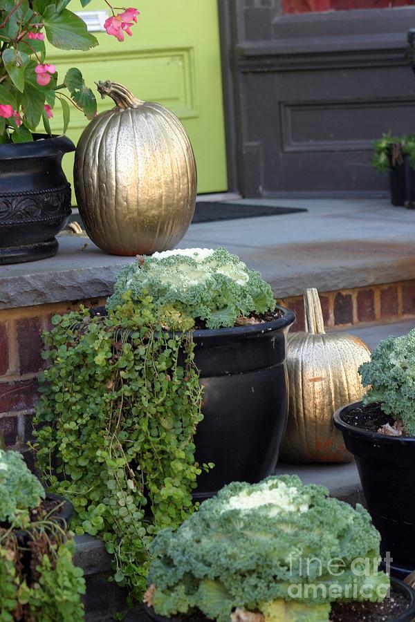 The Golden Pumpkins Photograph by Living Color Photography Lorraine Lynch