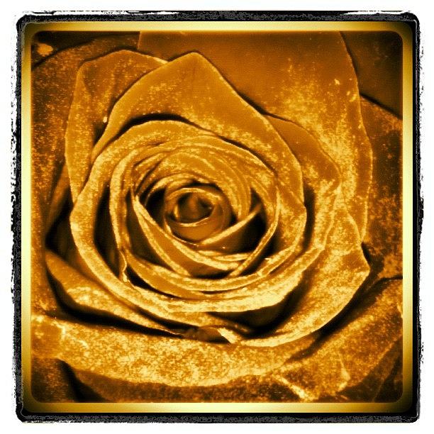 Summer Photograph - The Golden Rose #flowers #flower by Alicia Greene