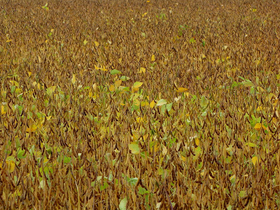 Fall Photograph - The Golden Soya Field by Francois Fournier