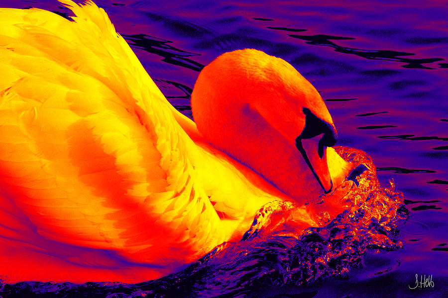 Swan Digital Art - The Golden Swan by John Hebb