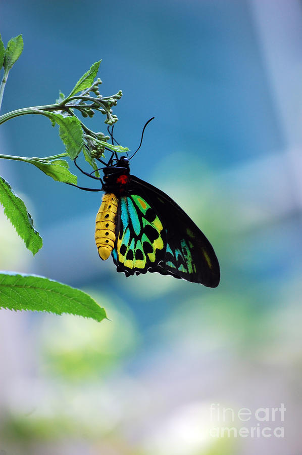 The Goliath Birdwing Photograph by Robert Meanor