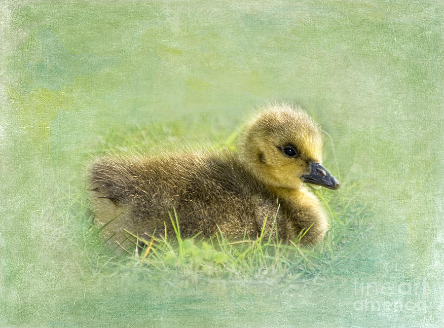 The Gosling Photograph by Betty LaRue