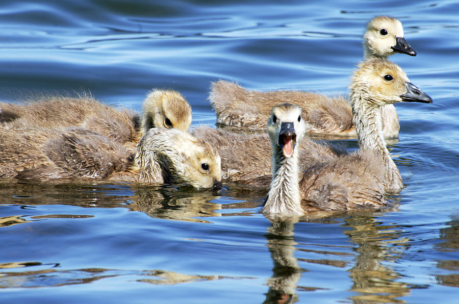 Bird Photograph - The Goslings by Cheryl Cencich