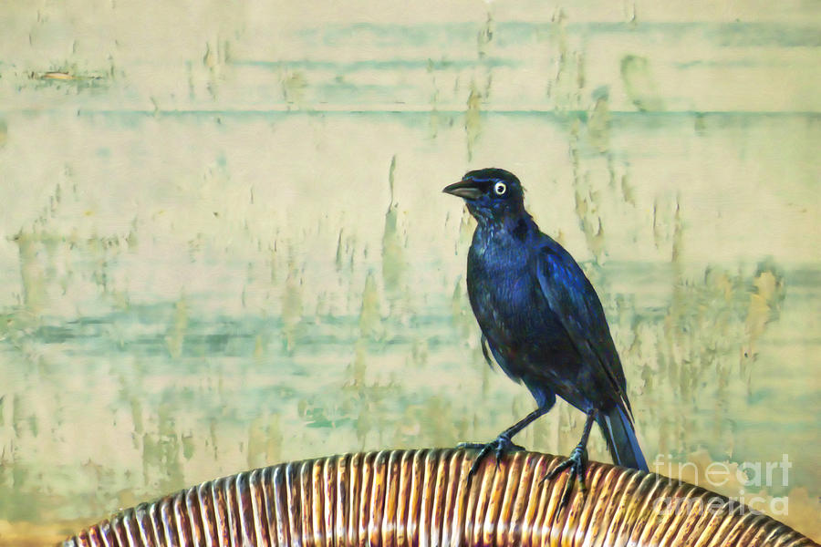 Feather Digital Art - The Grackle by John Edwards