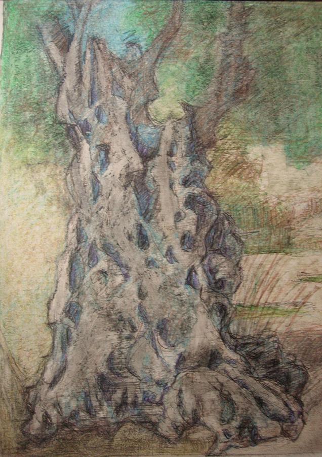 The Grand Daddy Tree Drawing by Diane montana Jansson