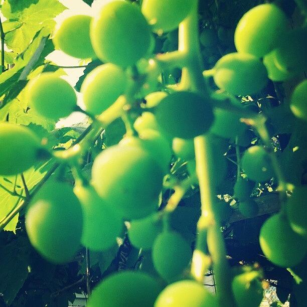 Grape Photograph - The Grapes Are Getting Big. #grapes by Bloody Muffin