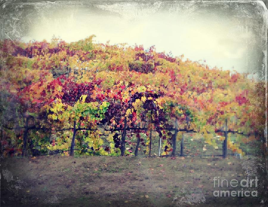 Nature Photograph - The Grapes of Wrath by Leslie Hunziker