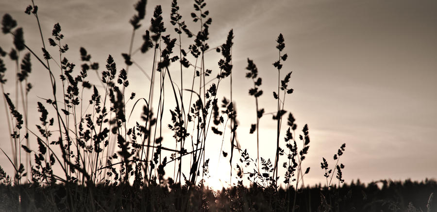 The grass at sunset Photograph by Michael Goyberg