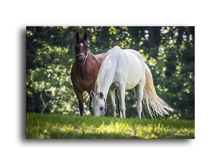 Horse Photograph - The Grass Is Greener by Brian Wallace