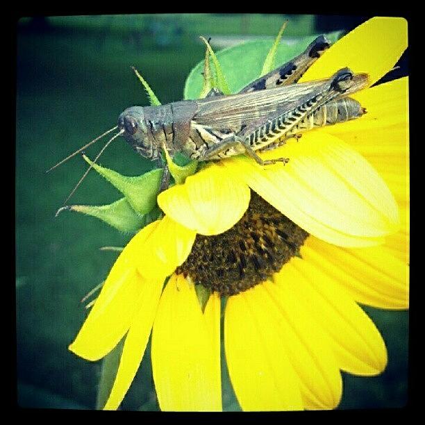 Grasshopper Photograph - The Grasshopper Catchin Rays by Kyle Walker