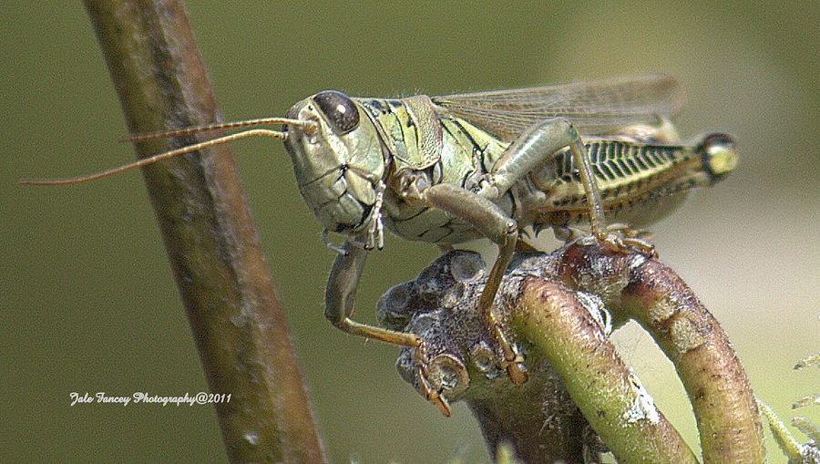 The Grasshopper Photograph by Jale Fancey