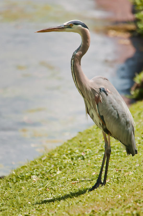 The Great Blue Heron Photograph by Donna Greene