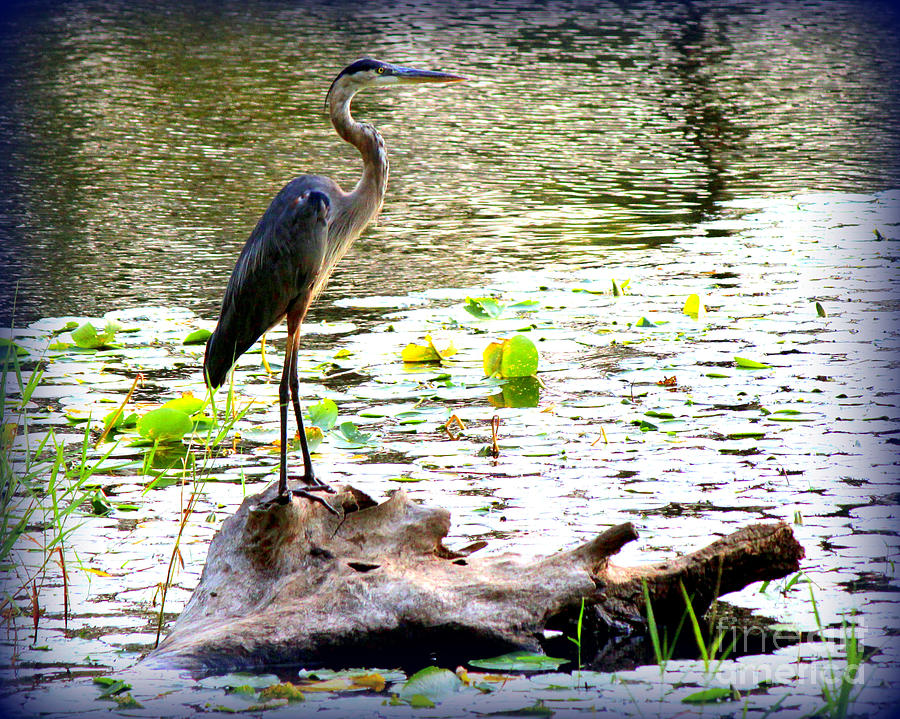 The Great Blue Heron Photograph by Kathy  White