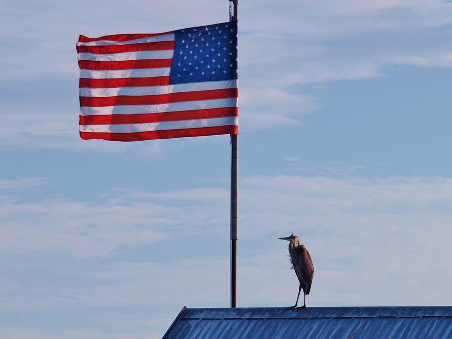 Bird Photograph - The Great Red White and Blue Heron by E Luiza Picciano