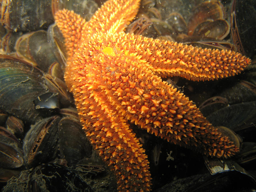 The Great Starfish Photograph by Paul Ward