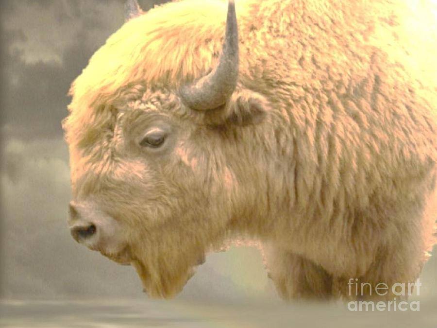 The Great White Buffalo by Marylyn Wiedmaier