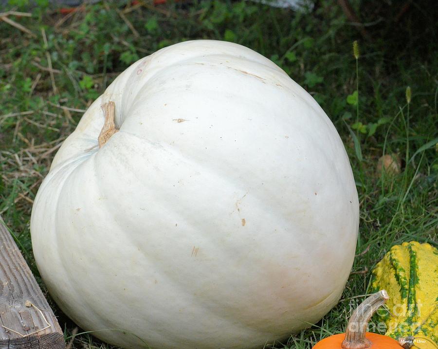 The Great White Pumpkin Photograph by Maria Urso