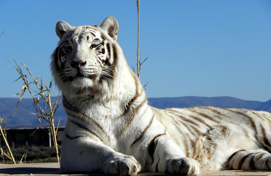 The Great White Tiger Photograph by Kim Galluzzo