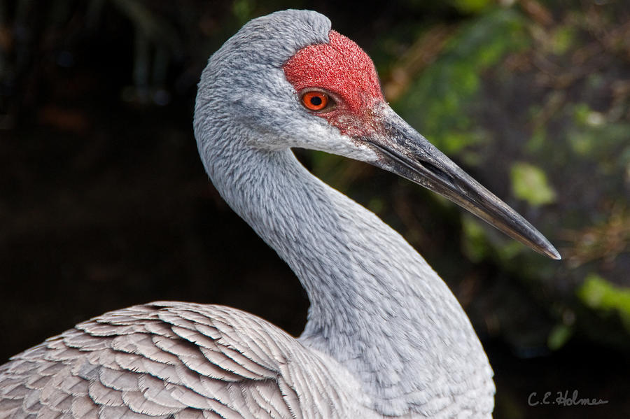 The Greater Sandhill Crane by Christopher Holmes