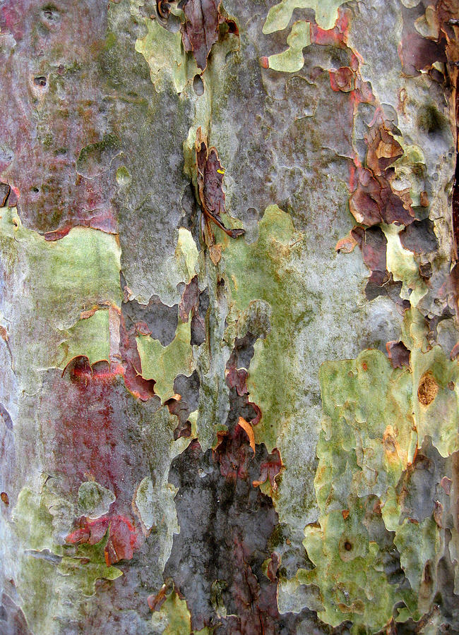 The Green Bark Of A Tree Photograph by Robert Margetts