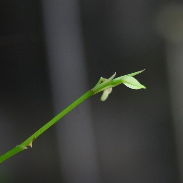 Nature Photograph - The #green Generation #simplicity Of by The Art.box