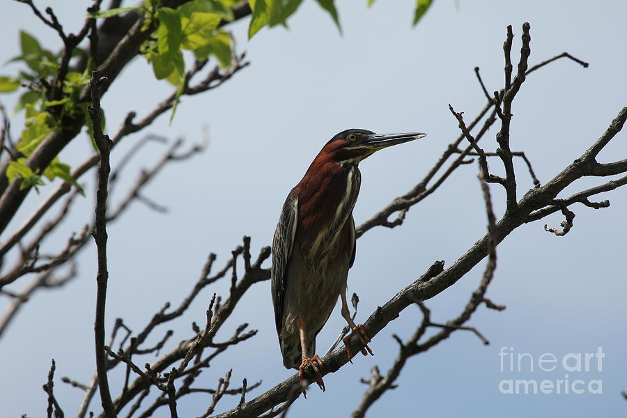 Birds Photograph - The Green Heron by Scenesational Photos Birds Photograph - The Green Heron by Scenesational Photos