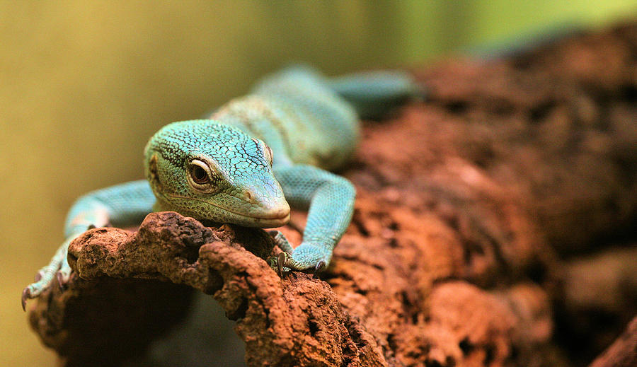 The Green Tree Monitor Photograph by JC Findley