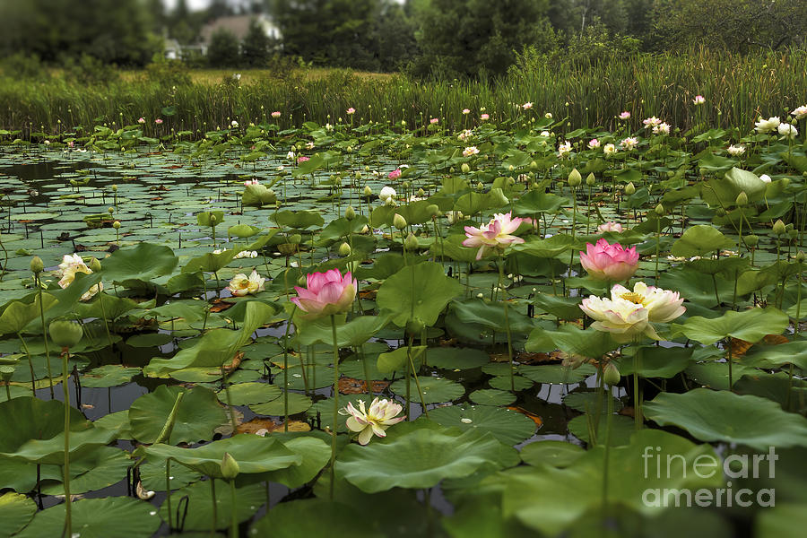 Lotus Flowers Photograph - The Guardians by Brenda Giasson