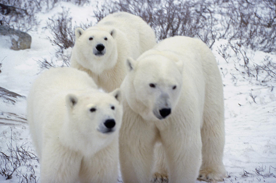 The Guardians Photograph by Craig Ratcliffe - Fine Art America