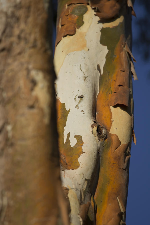 The Gum Tree Photograph by Douglas Barnard