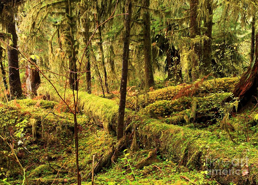 The Hall Of Mosses Photograph by Adam Jewell