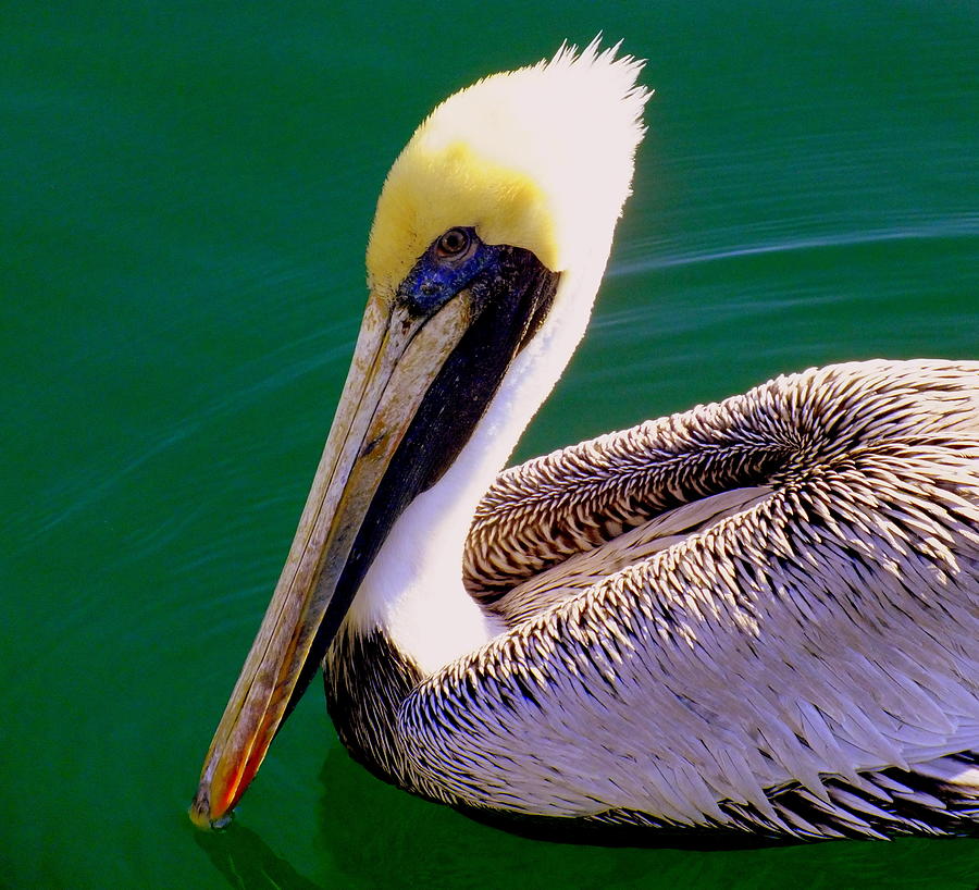 The Happy Pelican Photograph by Karen Wiles