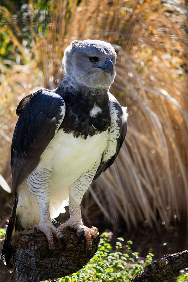 The Harpy Eagle Awaits Photograph by Lindy Spencer