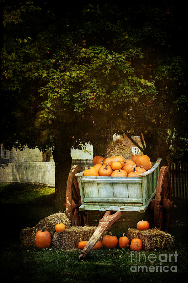 The Harvest Photograph by Stephanie Frey