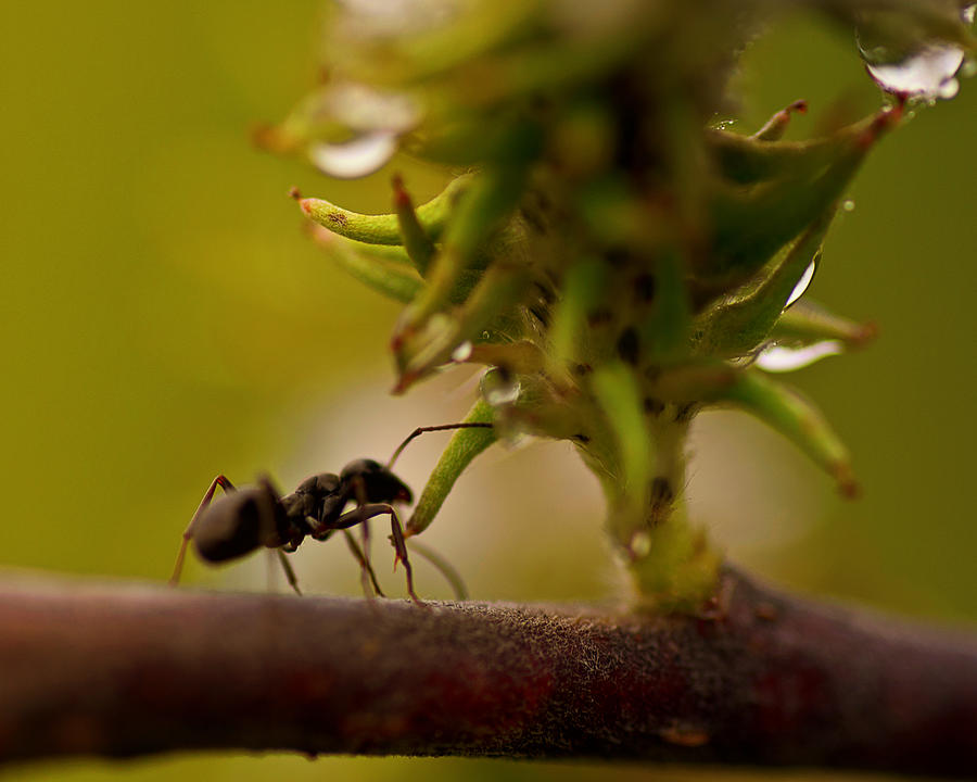 Ant Photograph - The Harvester by Sue Capuano