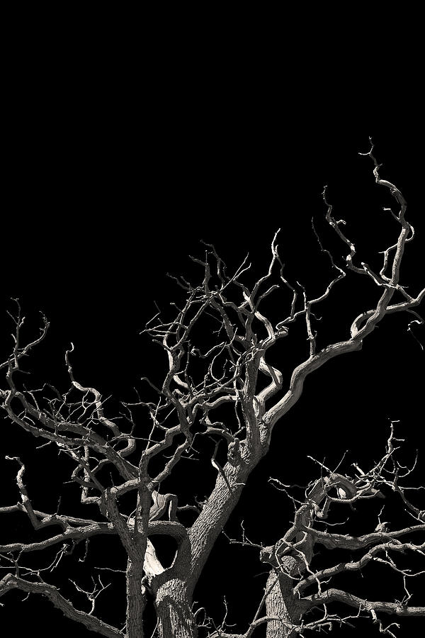 The Haunted tree Photograph by Lloyd Scott