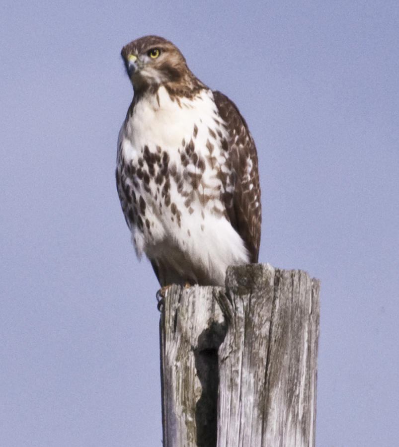Hawk Photograph - The hawk by Valerie Wolf Hawk Photograph - The hawk by Valerie Wolf