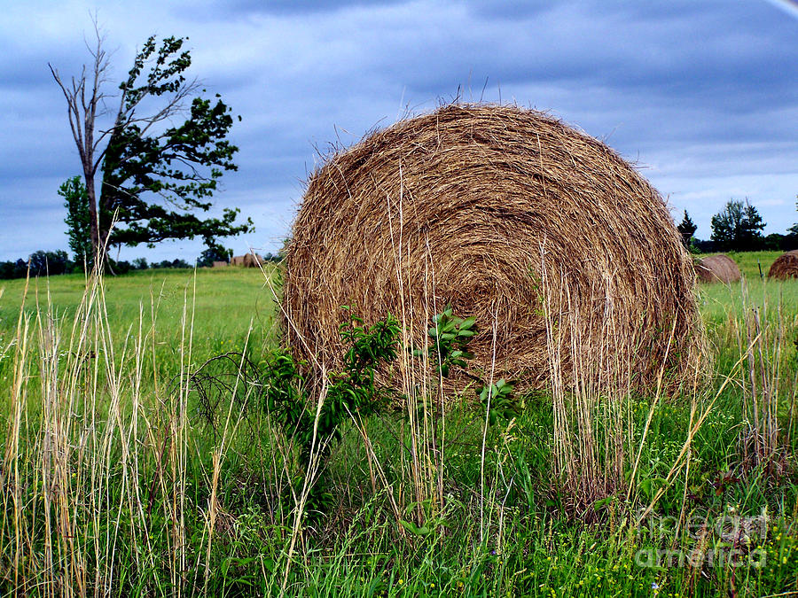The Hay Field Photograph by Kathy  White