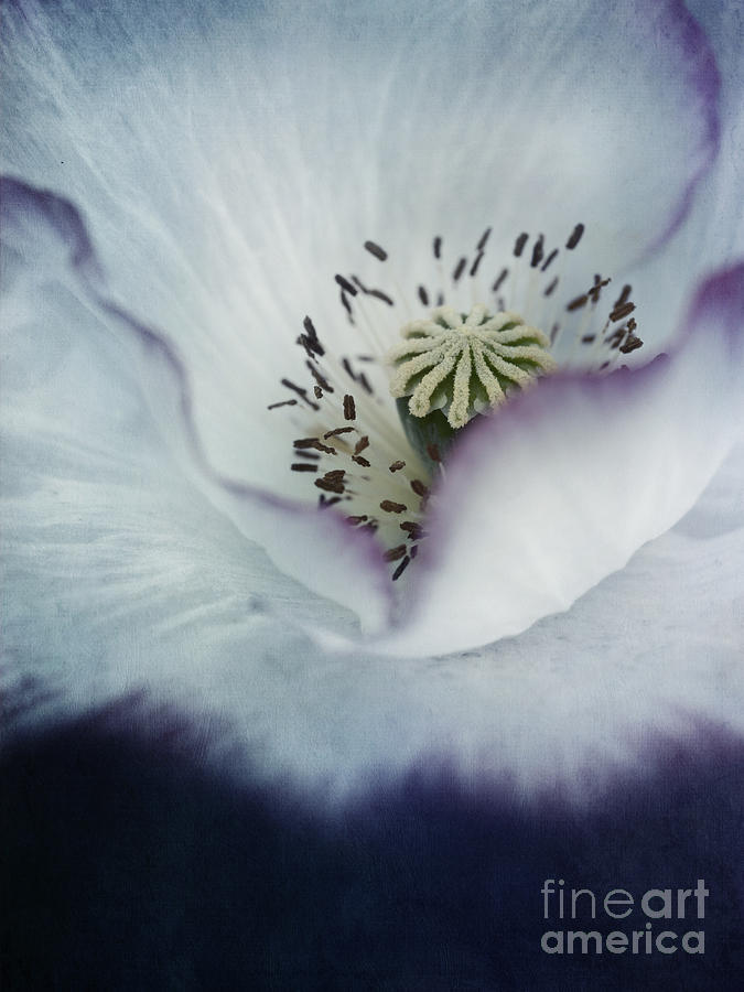 Poppy Photograph - The Heart Of A Poppy by Priska Wettstein