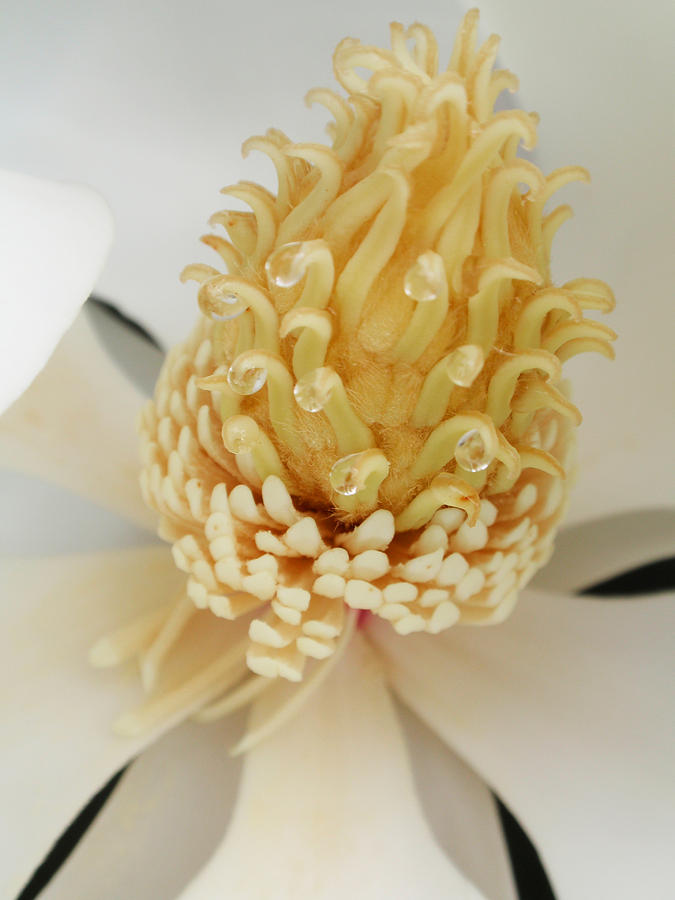 The Heart Of A Southern Magnolia Grandiflora Photograph by Kathy Clark