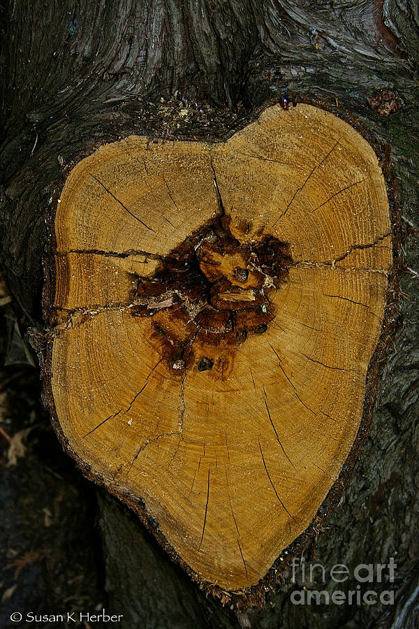 The Heart Of A Tree Photograph by Susan Herber