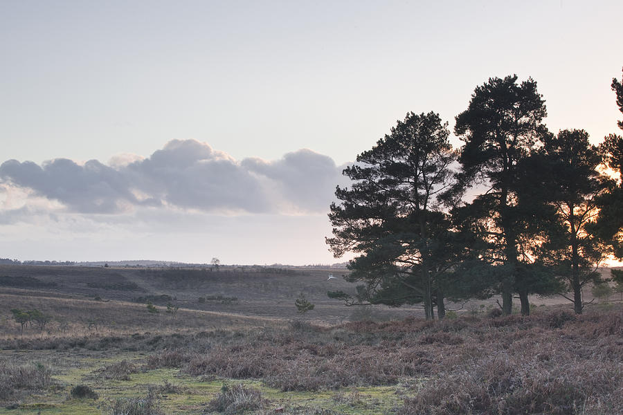 The Heathland Of The New Forest At Sunset Photograph by Julian Elliott Ethereal Light