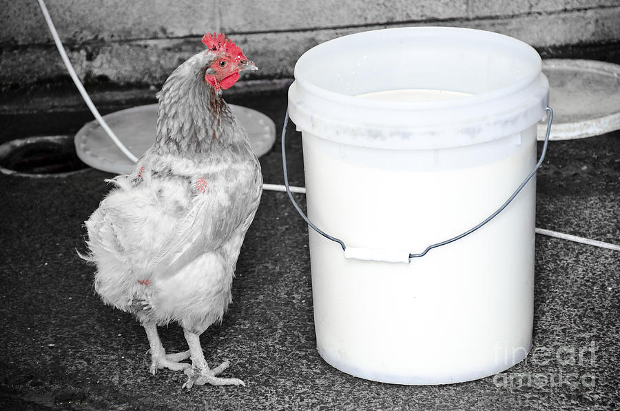 The Hen and the Milk Bucket Photograph by Yurix Sardinelly