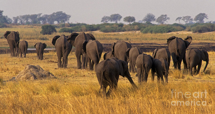 The Herd - Chobe NP Botswana Photograph by Craig Lovell