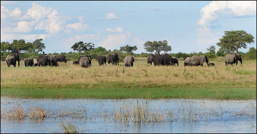 Elephant Photograph - The Herd by Bruce W Krucke
