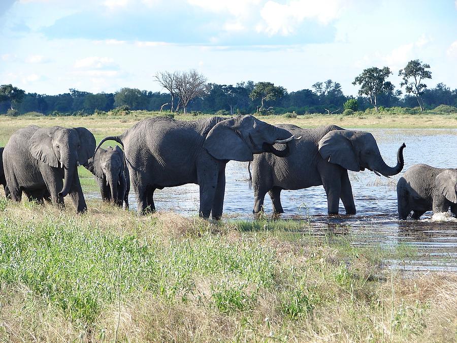 The Herd Enters the River Photograph by Bruce W Krucke - Pixels