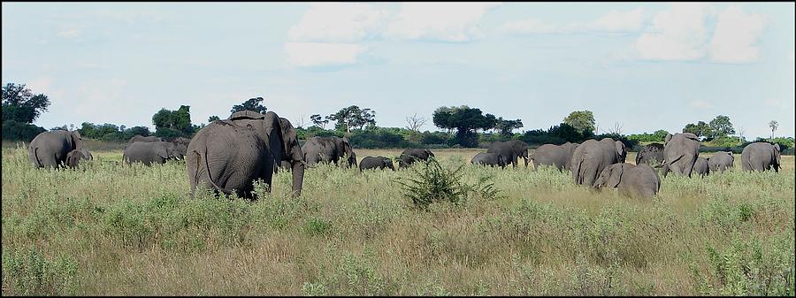 The Herd Wanders Off Photograph by Bruce W Krucke - Fine Art America